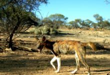 Manage Wild Dogs