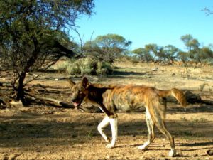 Manage Wild Dogs