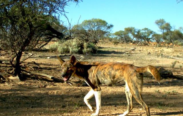 Manage Wild Dogs