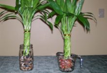 All You Need To Know About Indoor Lucky Bamboo Plant