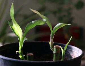 All You Need To Know About Indoor Lucky Bamboo Plant