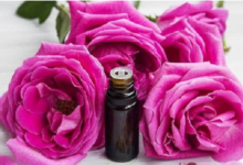 Rose Absolute Oils on Skin