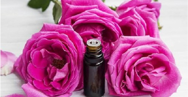 Rose Absolute Oils on Skin