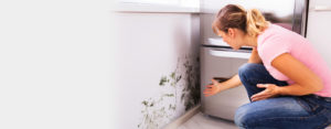 Signs You Need A Mold Removal Service