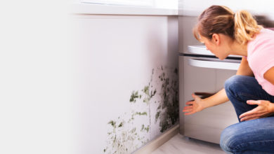 Signs You Need A Mold Removal Service