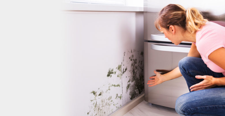 Signs You Need A Mold Removal Service