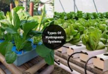 6 Types Of Hydroponic Systems - Core Concept Of Hydroponics Farming