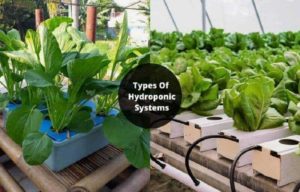 6 Types Of Hydroponic Systems - Core Concept Of Hydroponics Farming