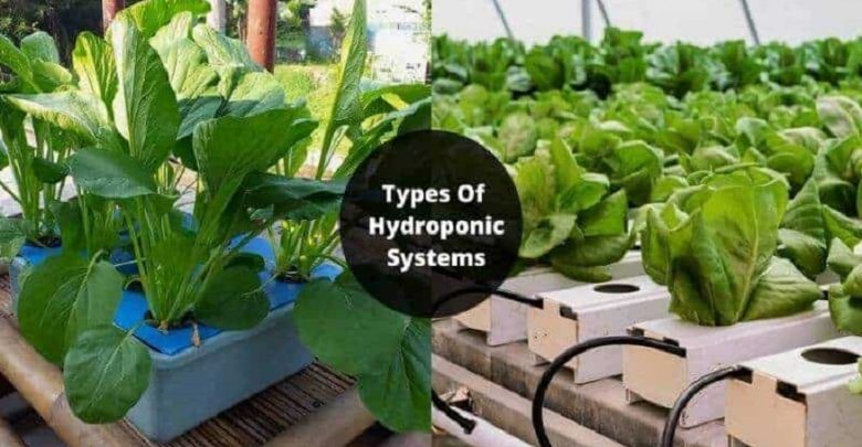 6 Types Of Hydroponic Systems - Core Concept Of Hydroponics Farming