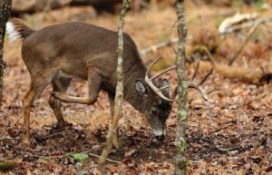 Hunting Myths You Must Know