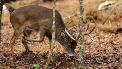 Hunting Myths You Must Know