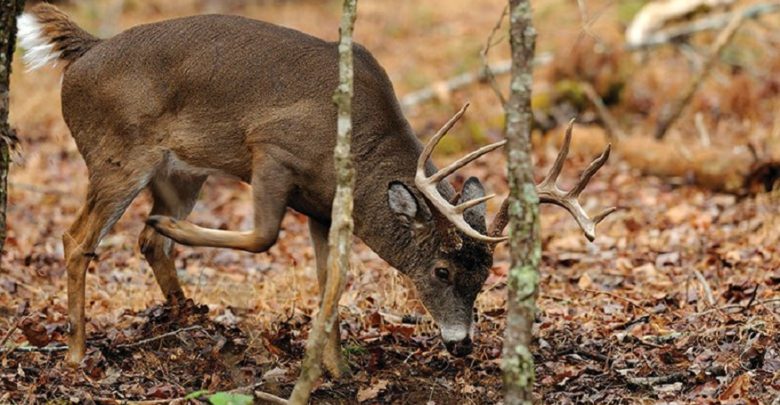 Hunting Myths You Must Know