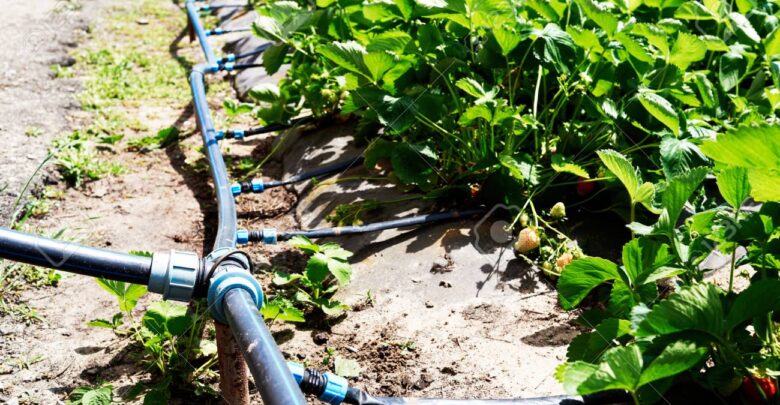 Drip Irrigation