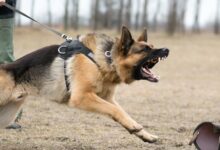 dog training in Burnaby