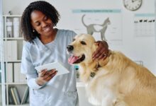 find pet veterinarian