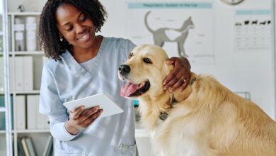 find pet veterinarian